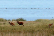 Dar&szlig;er Ort, neues Land