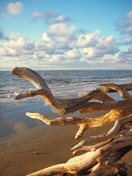 Weststrand des Darss - weiter zu Aktuelles