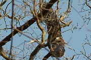 Graureihernesthoch im Baum