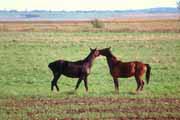 Pferde am Saaler Bodden