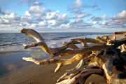 alter Baum am Weststrand