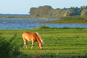 Pferd am Barther Bodden