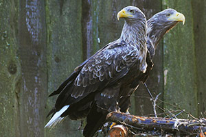 Seeadler - Bild vergrößern ...